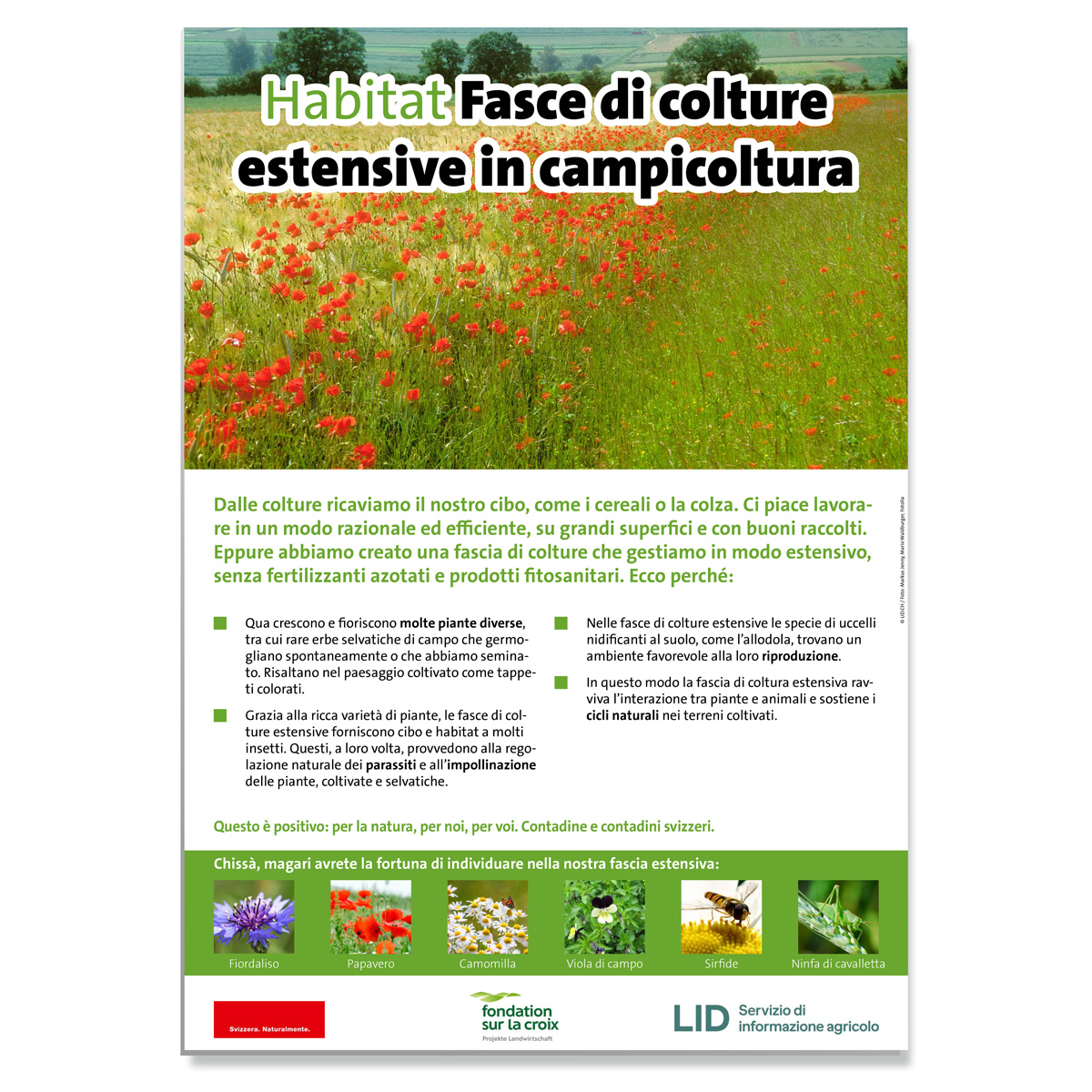 In attesa dell'immagine del prodotto