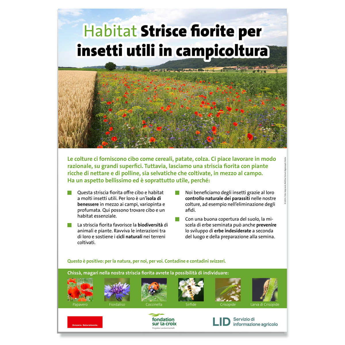 In attesa dell'immagine del prodotto
